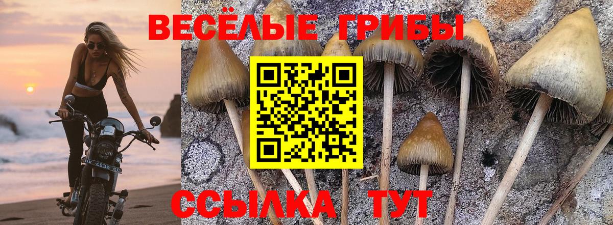 Зима  Псилоцибиновые грибы MAGIC MUSHROOMS  Вход с VPN 